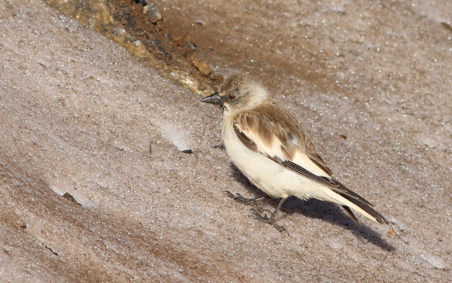 White-winged Snowfinch